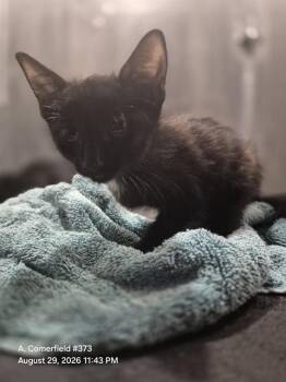 RICKY -  Domestic Short Hair Cat for Adoption in San Antonio, Texas - RICKY | PetCurious