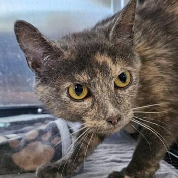 Domestic Short Hair Cats Available for Adoption in Frankfort, Kentucky - Noodle 5523C | PetCurious