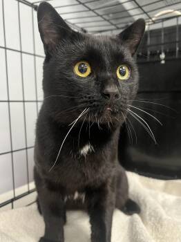Rescue Domestic Short Hair Cats for Adoption in Johnston, Rhode Island - Ozzy | PetCurious
