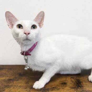 Slim Jim Shady -  Domestic Short Hair Cat for Adoption in Brownsboro, Alabama - Slim Jim Shady | PetCurious