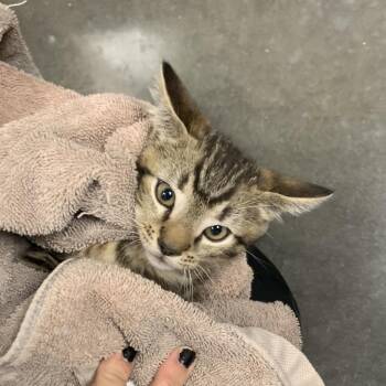 Reno -  Domestic Short Hair Cat for Adoption in Dickinson, Texas - Reno | PetCurious