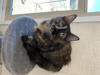 Domestic Medium Hair Cats Available for Adoption in Bonnyville, Alberta - Salem | PetCurious