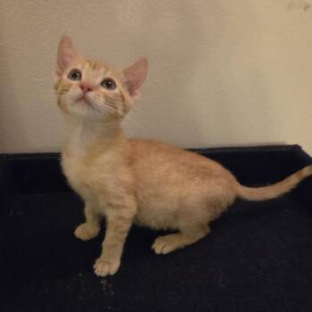 Acorn -  Domestic Short Hair Cat for Adoption in Buffalo, New York - Acorn | PetCurious
