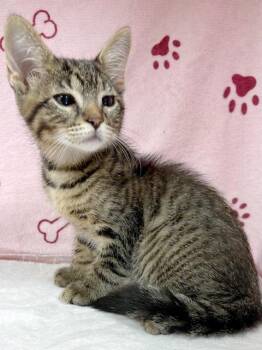 Pibble -  Domestic Short Hair and Tabby Cat for Adoption in Lake Monroe, Florida - Pibble | PetCurious