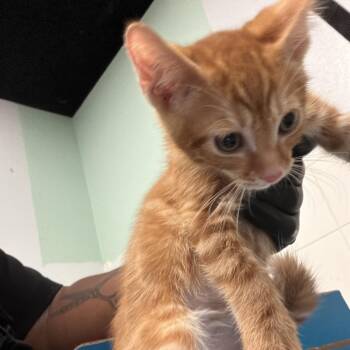 IVHS-A-142078 -  Domestic Short Hair Cat for Adoption in San Gabriel, California - IVHS-A-142078 | PetCurious