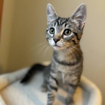 Domestic Short Hair Cats Available for Adoption - Paramore | PetCurious