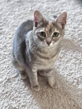 Domestic Short Hair Cats Available for Adoption in Greenville, South Carolina - Honey KB | PetCurious