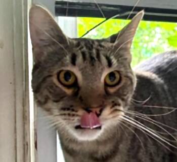 Teddi -  Tabby Cat for Adoption in Euclid, Ohio - Teddi | PetCurious
