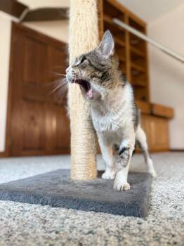 Azrael -  Tabby Cat for Adoption in San Antonio, Texas - Azrael | PetCurious
