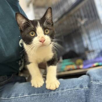 Rescue Domestic Short Hair Cats for Adoption in Stephenville, Texas - Paperclip | PetCurious