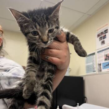 Pacific -  Domestic Short Hair Cat for Adoption in Chicago, Illinois - Pacific | PetCurious