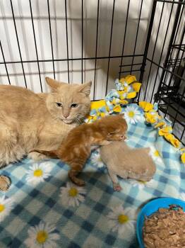 Essie -  Domestic Short Hair Cat Available for Adoption in Dalton, Georgia - Essie | PetCurious