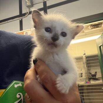 Aulie -  Domestic Short Hair Cat for Adoption in Lake Jackson, Texas - Aulie | PetCurious