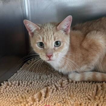 Pumpkin -  Domestic Short Hair Cat for Adoption in South Haven, Michigan - Pumpkin | PetCurious