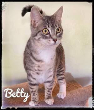 Domestic Short Hair Cats Available for Adoption - Betty | PetCurious