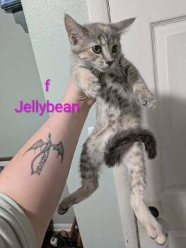 Jellybean -  Domestic Short Hair Cat Available for Adoption in Metamora, Illinois - Jellybean | PetCurious