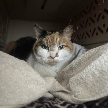 Domestic Short Hair Cats Available for Adoption - Luna Lovegood C10843 | PetCurious