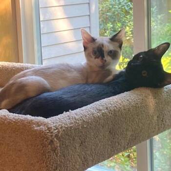 Smudge -  Domestic Short Hair Cat for Adoption in Woodinville, Washington - Smudge | PetCurious