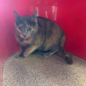 Domestic Short Hair Cats Available for Adoption - Nina | PetCurious