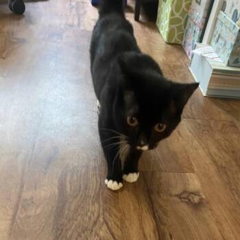 Savannah -  Domestic Short Hair Cat for Adoption in San Antonio, Texas - Savannah | PetCurious