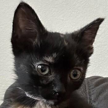 Dr. Sam Fairfax -  Domestic Short Hair Cat for Adoption in Pleasanton, California - Dr. Sam Fairfax | PetCurious