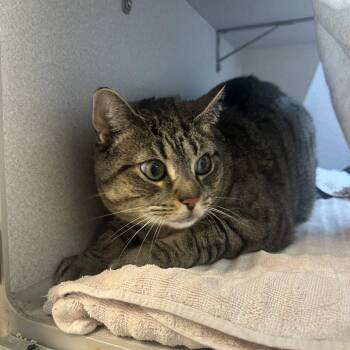 Phoebe -  Domestic Short Hair Cat for Adoption in Pittsburgh, Pennsylvania - Phoebe | PetCurious
