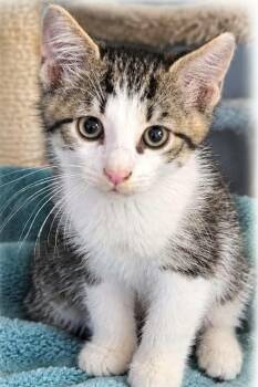 Osirus -  Domestic Short Hair Cat for Adoption in Kenhorst, Pennsylvania - Osirus | PetCurious
