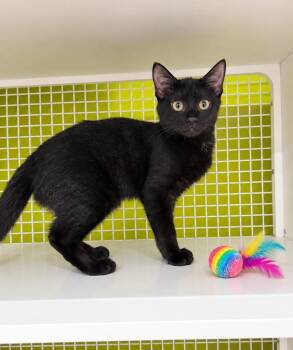 Dokyo -  Domestic Short Hair Cat for Adoption in Fort Lupton, Colorado - Dokyo | PetCurious