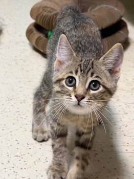 Wilma -  Domestic Short Hair Cat for Adoption in Amery, Wisconsin - Wilma | PetCurious