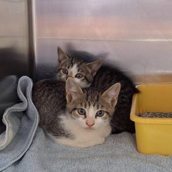 Domestic Medium Hair Cats Available for Adoption in Auburn, Alabama - Lynnie | PetCurious