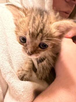 Lizzy -  Domestic Short Hair Cat for Adoption in Johnson City, Tennessee - Lizzy | PetCurious