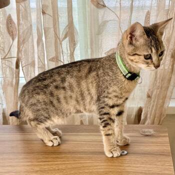 Nymeria -  Domestic Short Hair Cat for Adoption in Los Angeles, California - Nymeria | PetCurious