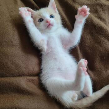 Carrot -  Domestic Short Hair Cat for Adoption in Bentonville, Arkansas - Carrot | PetCurious