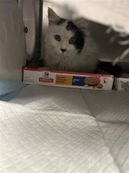 Patches -  Domestic Short Hair Cat for Adoption in Montreal, Quebec - Patches | PetCurious