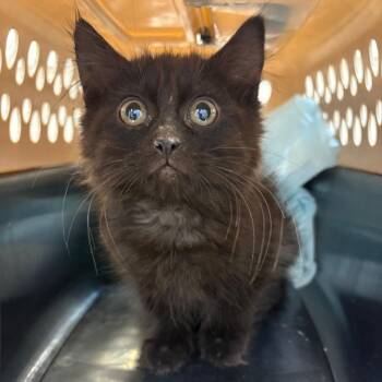 Brooke -  Domestic Medium Hair Cat for Adoption in Kanab, Utah - Brooke | PetCurious