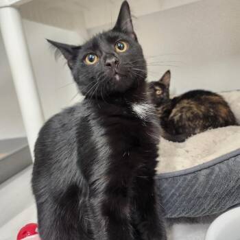 Gordon -  Domestic Short Hair Cat for Adoption in Colorado Springs, Colorado - Gordon | PetCurious