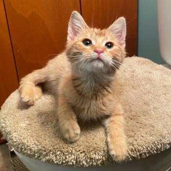 Domestic Short Hair Cats Available for Adoption - Cheddar 2 | PetCurious