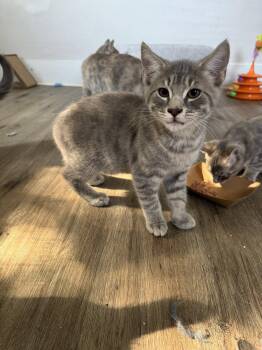 Eric -  Domestic Short Hair Cat for Adoption in Derry, New Hampshire - Eric | PetCurious