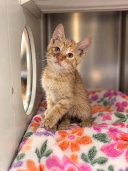 Doodle -  Domestic Short Hair Cat for Adoption in Lafayette, Louisiana - Doodle | PetCurious