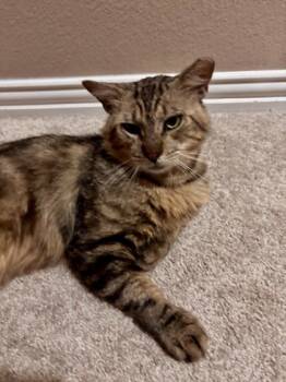 Domestic Long Hair and Maine Coon Cats Available for Adoption in Fort Worth, Texas - Titan (pre Adopt) | PetCurious