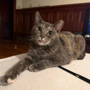 Lyra -  Domestic Short Hair Cat for Adoption in Gibsonia, Pennsylvania - Lyra | PetCurious