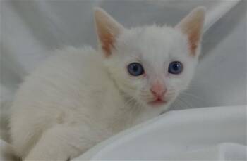 Domestic Short Hair Cats Available for Adoption in Doral, Florida - CONAN | PetCurious