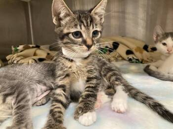 JASPER -  Domestic Short Hair Cat for Adoption in Tustin, California - JASPER | PetCurious