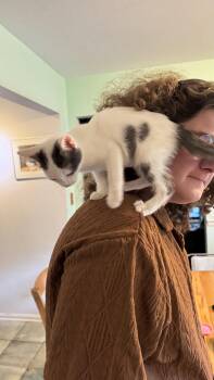 Max -  Domestic Short Hair Cat for Adoption in Wheaton, Illinois - Max | PetCurious