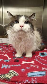 FLUFFY -  Siamese Cat for Adoption in Casper, Wyoming - FLUFFY | PetCurious