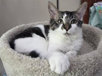 CULVER -  Domestic Medium Hair Cat for Adoption in Sacramento, California - CULVER | PetCurious