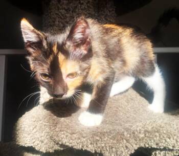 MELODY -  Domestic Short Hair Cat for Adoption in Burbank, California - MELODY | PetCurious