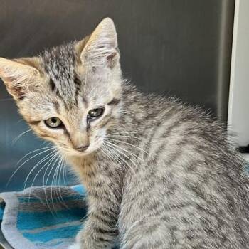 Groundhog (yellow collar) -  Domestic Short Hair Cat for Adoption in Baltimore, Maryland - Groundhog (yellow Collar) | PetCurious