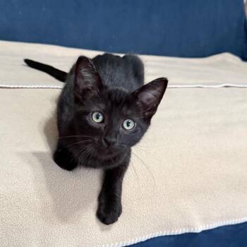 Coleman -  Domestic Short Hair Cat for Adoption in Los Angeles, California - Coleman | PetCurious