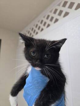 Foliage -  Domestic Short Hair Cat for Adoption in Sherwood, Oregon - Foliage | PetCurious